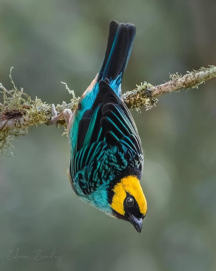 Bosque De Niebla Birding & Nature Cali Bagian luar foto