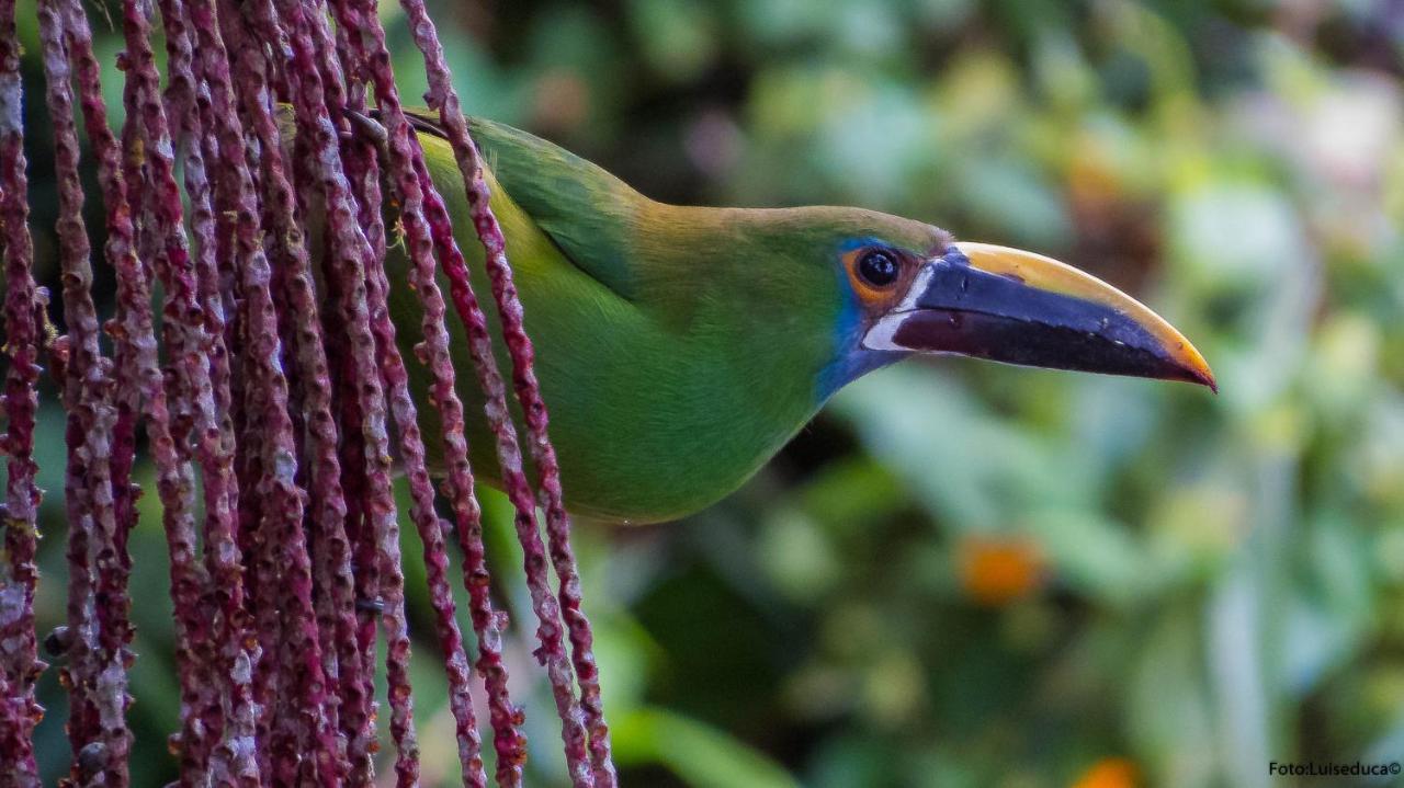 Bosque De Niebla Birding & Nature Cali Bagian luar foto