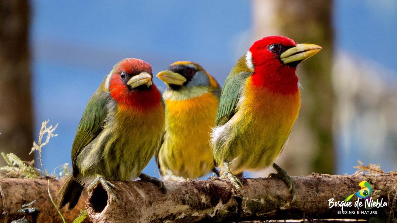 Bosque De Niebla Birding & Nature Cali Bagian luar foto