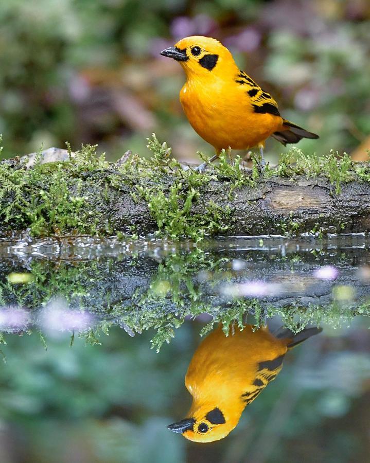 Bosque De Niebla Birding & Nature Cali Bagian luar foto