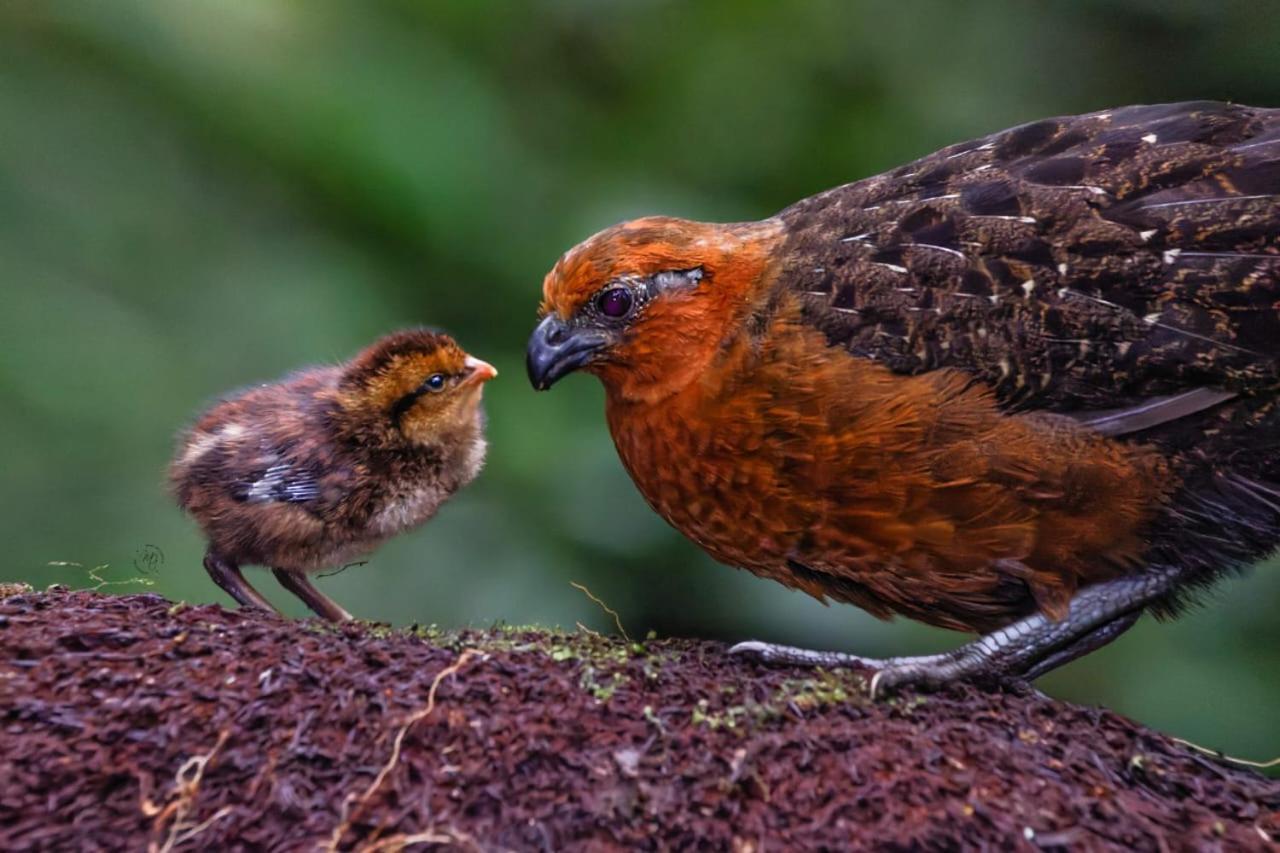 Bosque De Niebla Birding & Nature Cali Bagian luar foto