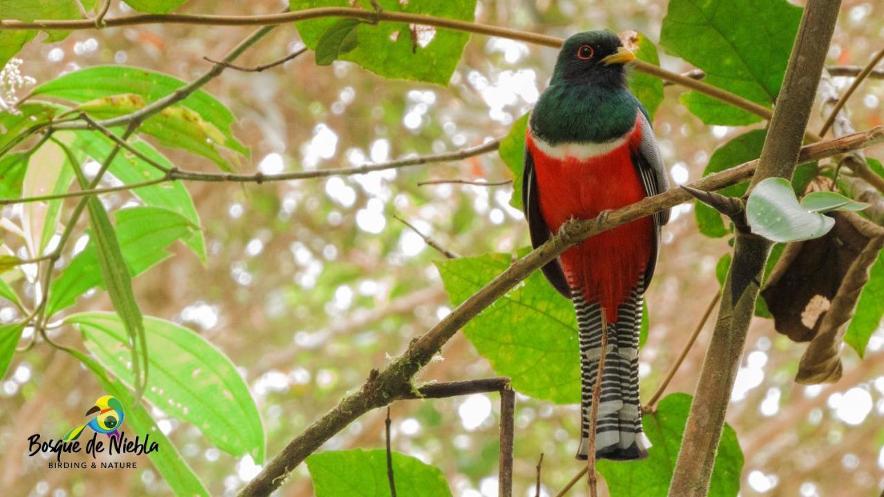 Bosque De Niebla Birding & Nature Cali Bagian luar foto