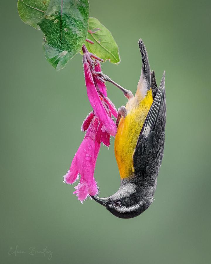 Bosque De Niebla Birding & Nature Cali Bagian luar foto