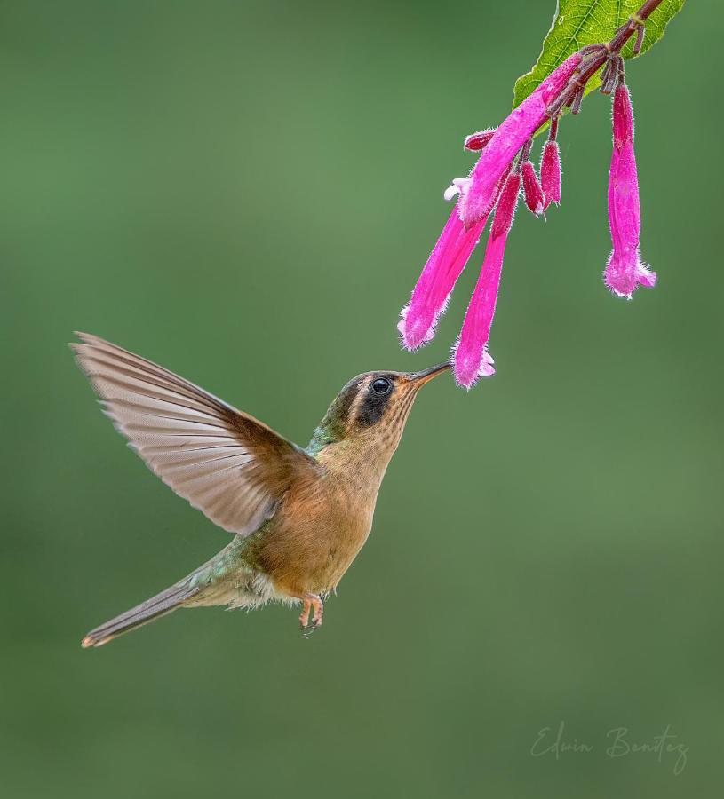 Bosque De Niebla Birding & Nature Cali Bagian luar foto